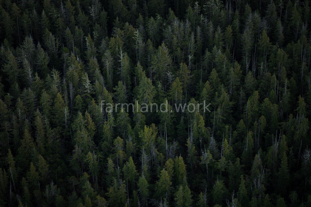 Timber Management
