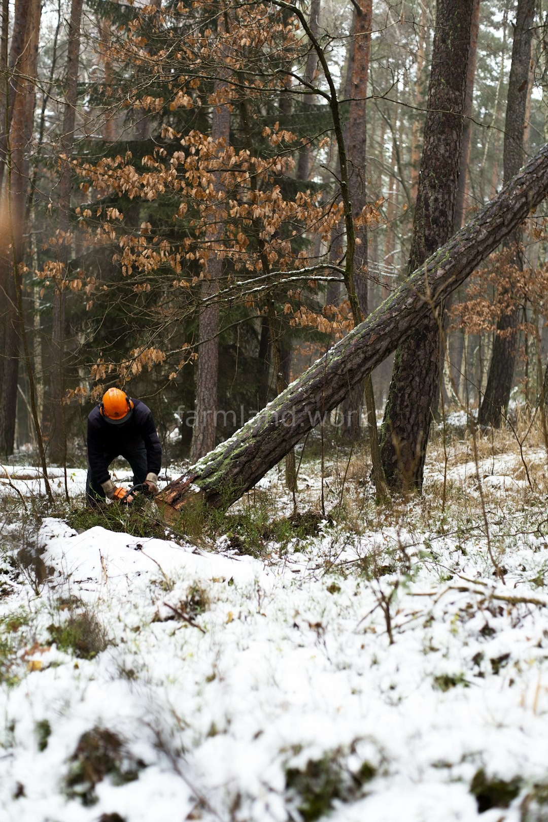 Reforestation