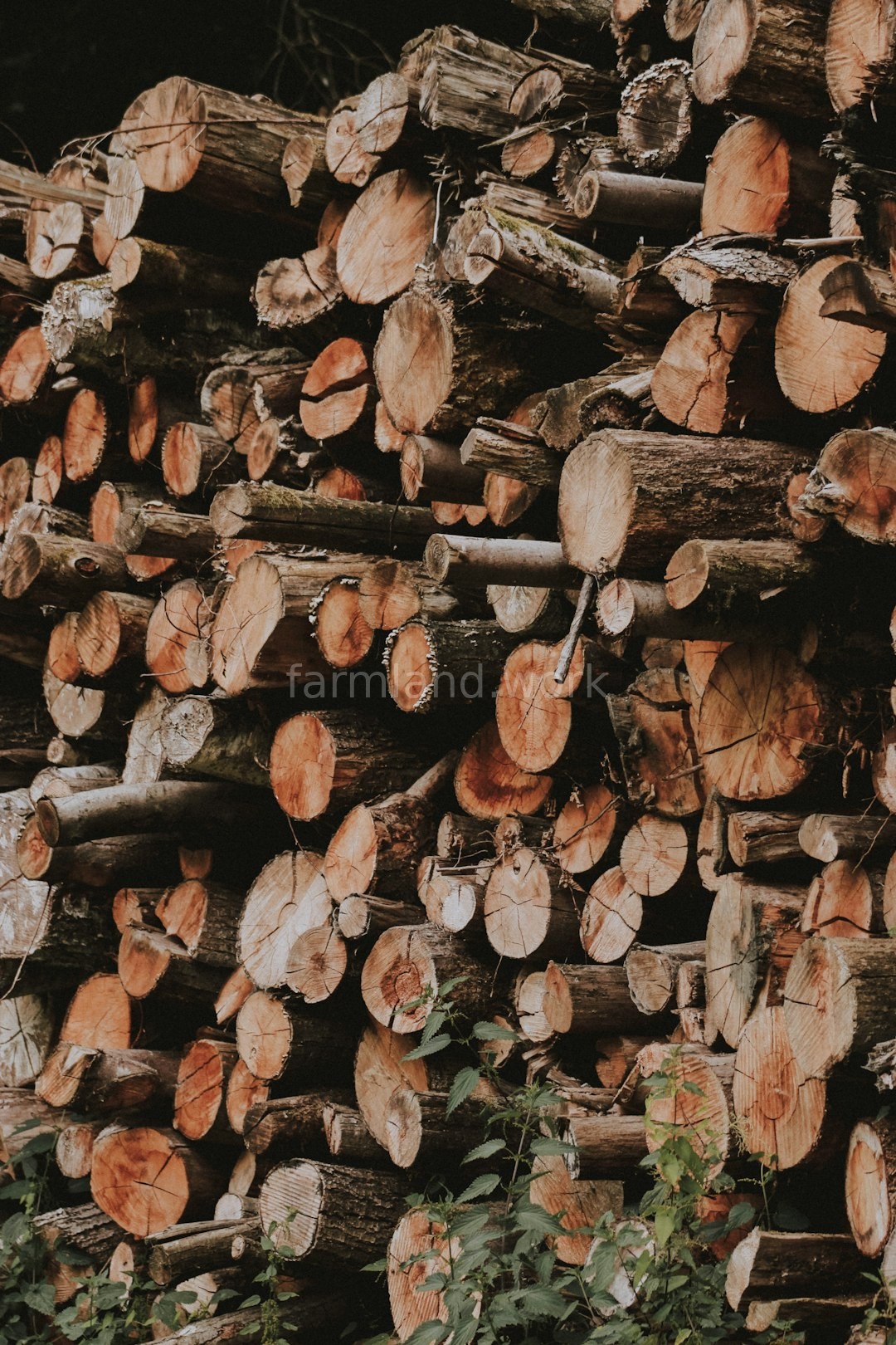 Forest detail 4