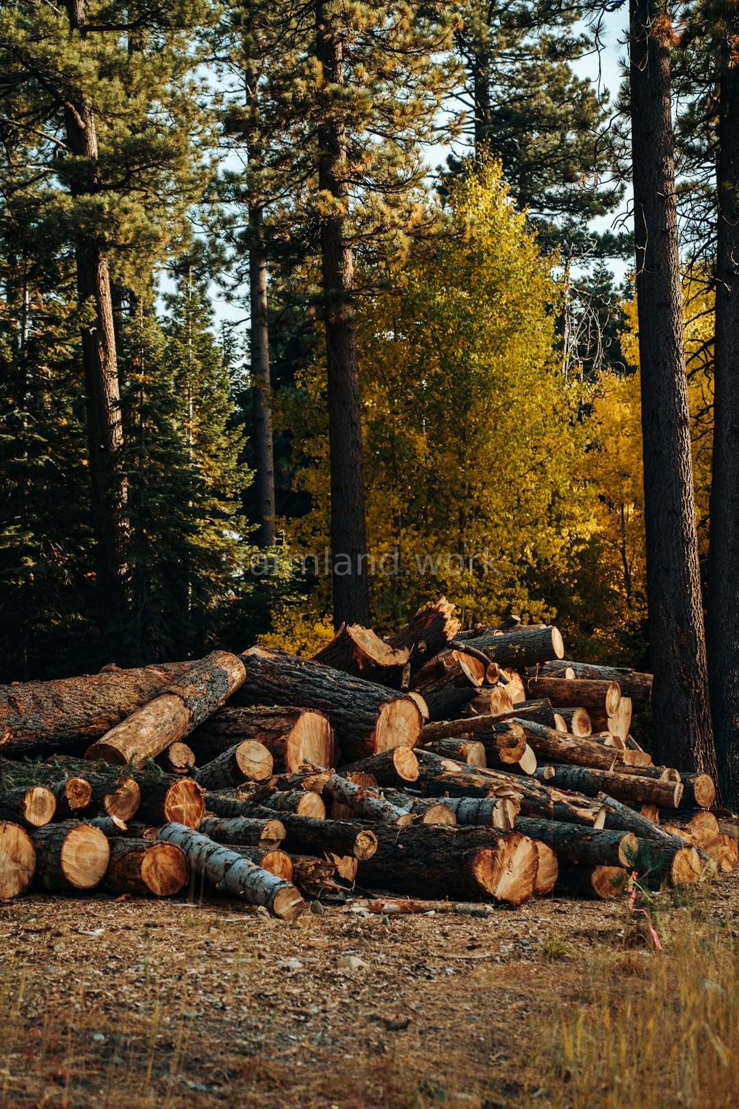 Forest landscape