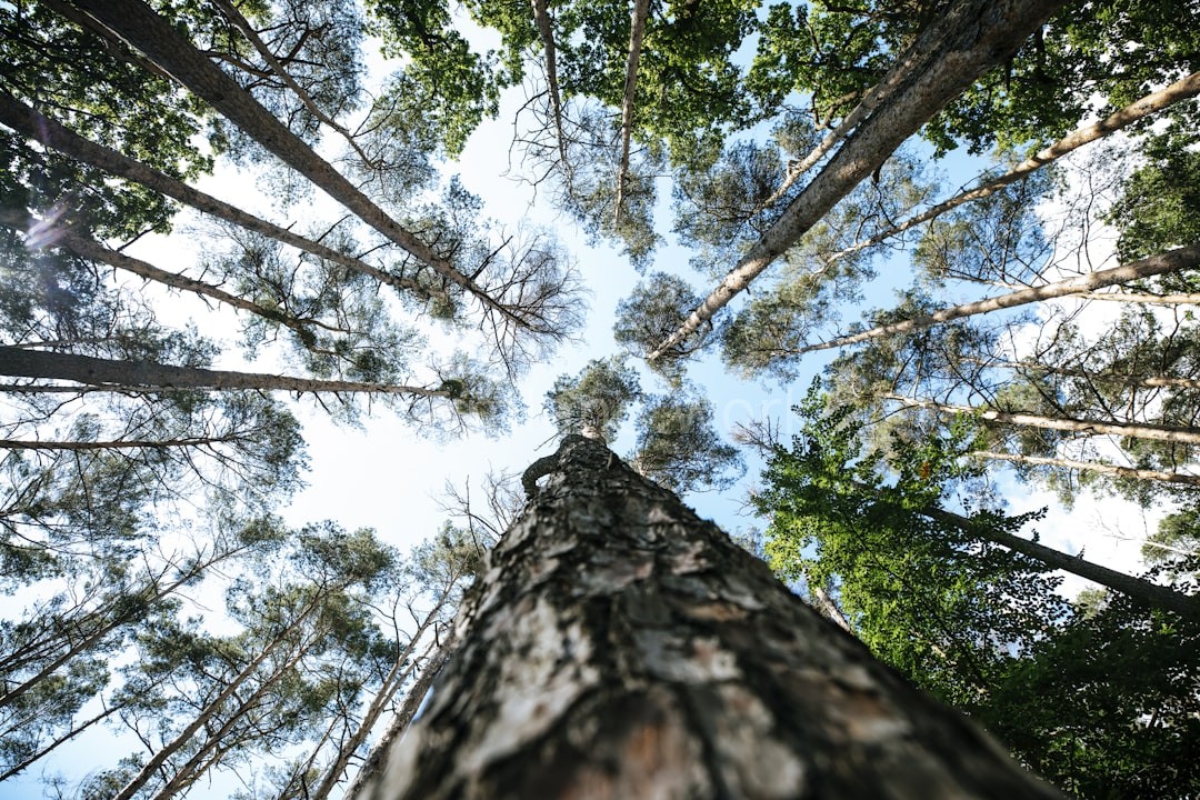 Timber management