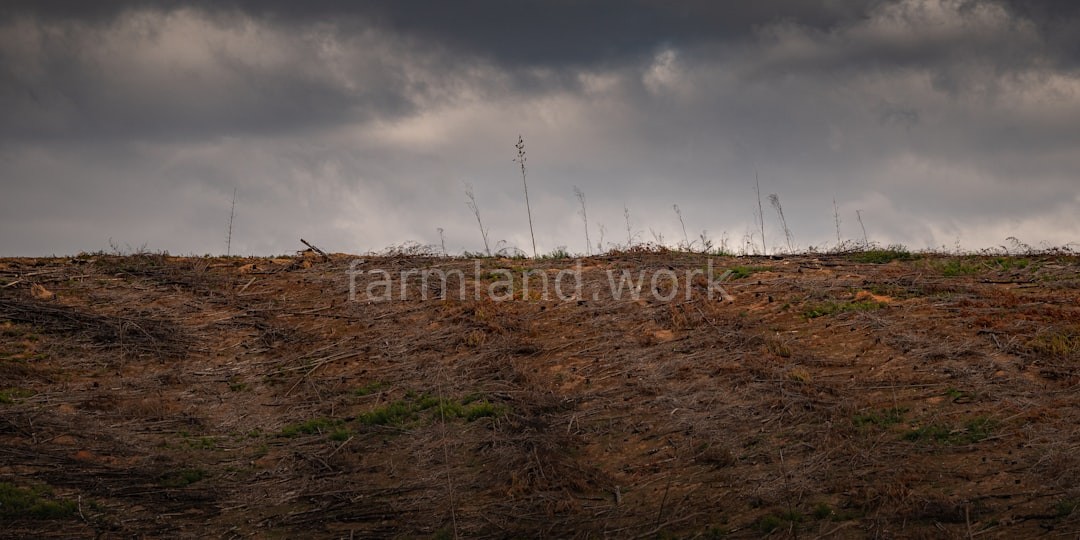 Lot Clearing