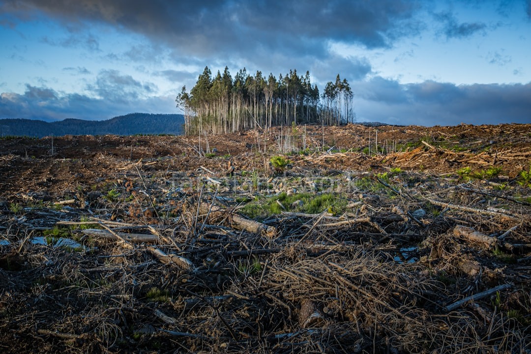 Brush Clearing